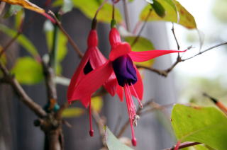 ���A�t�N�V�A